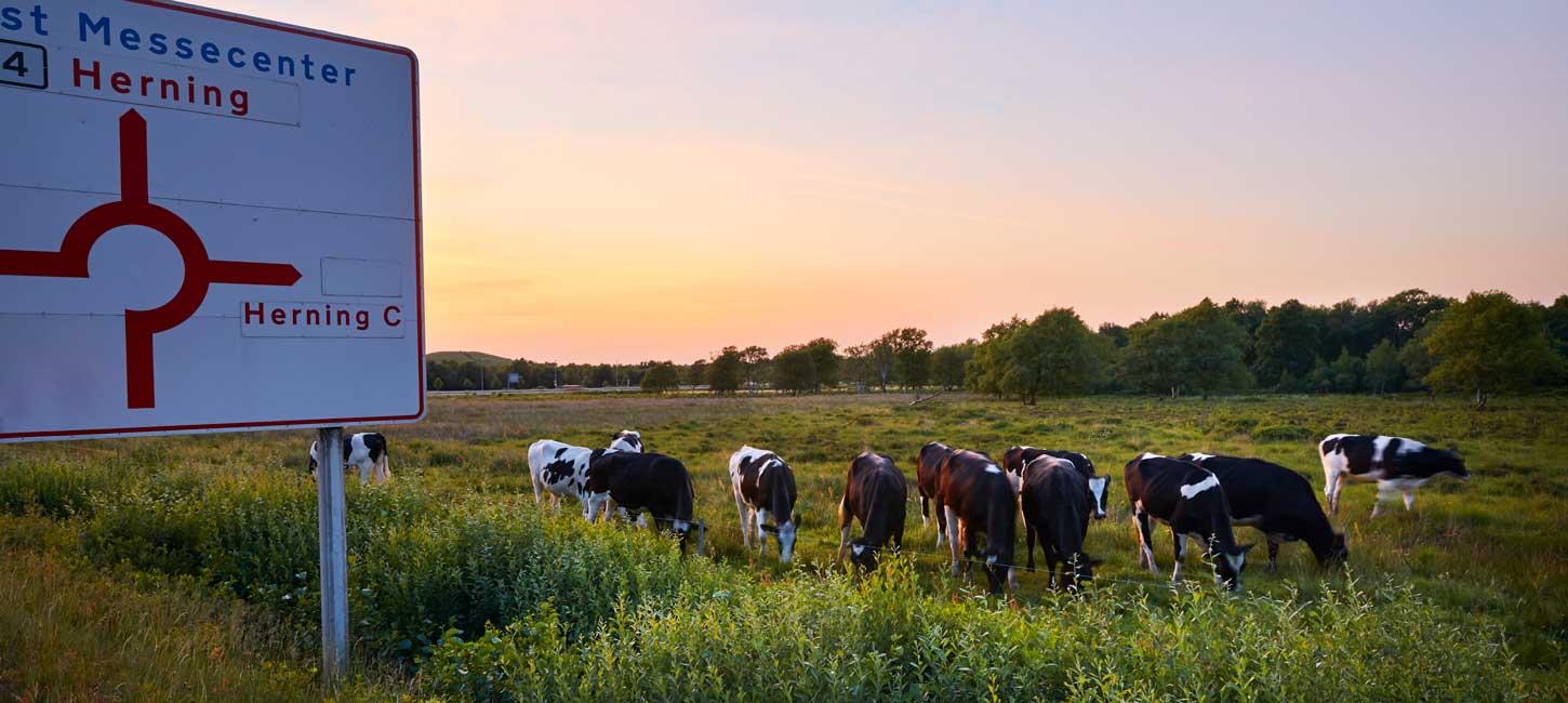 Natur ved Herning